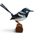 Superb Blue Fairy Wren