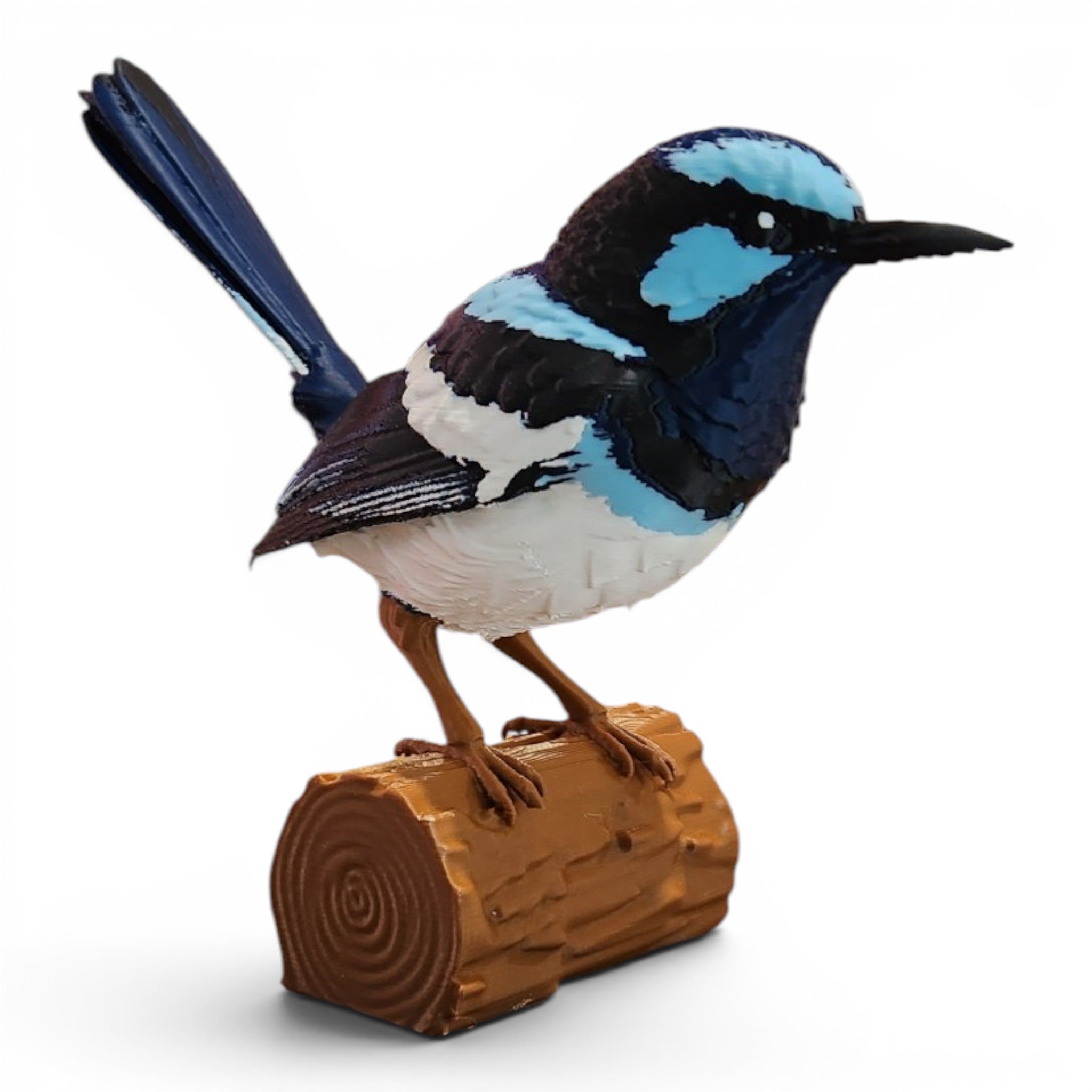Superb Blue Fairy Wren