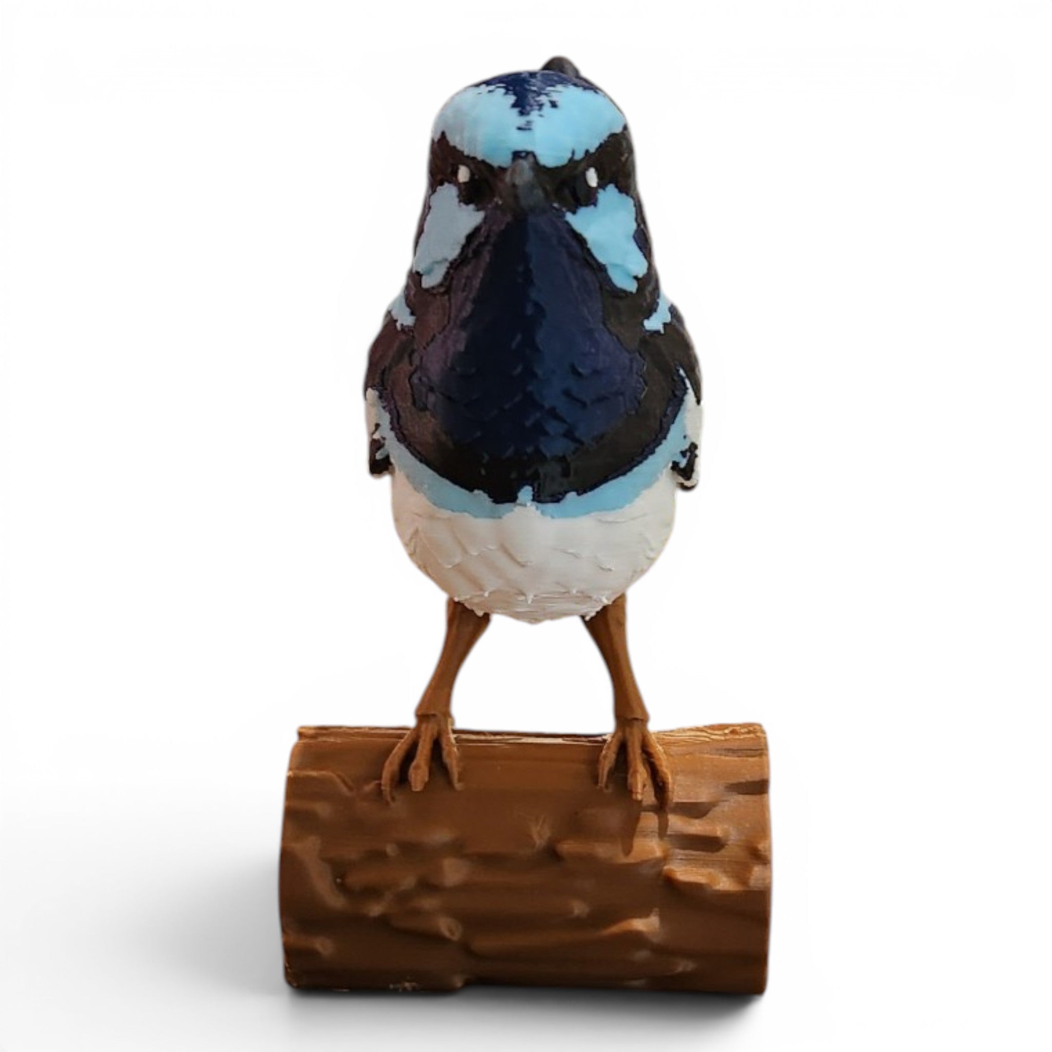 Superb Blue Fairy Wren